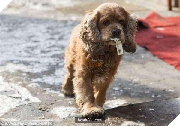 Lại thêm 1 chú chó siêu thông minh, biết phân biệt tiền và giấy