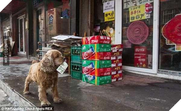 Lại thêm 1 chú chó siêu thông minh, biết phân biệt tiền và giấy