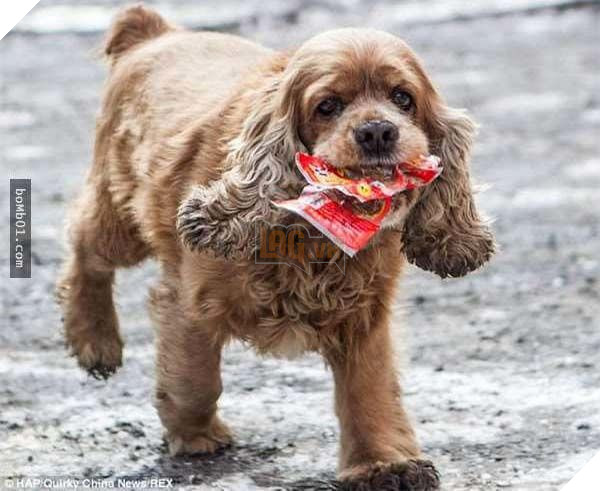 Lại thêm 1 chú chó siêu thông minh, biết phân biệt tiền và giấy