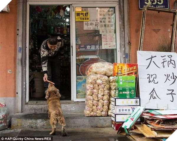 Lại thêm 1 chú chó siêu thông minh, biết phân biệt tiền và giấy