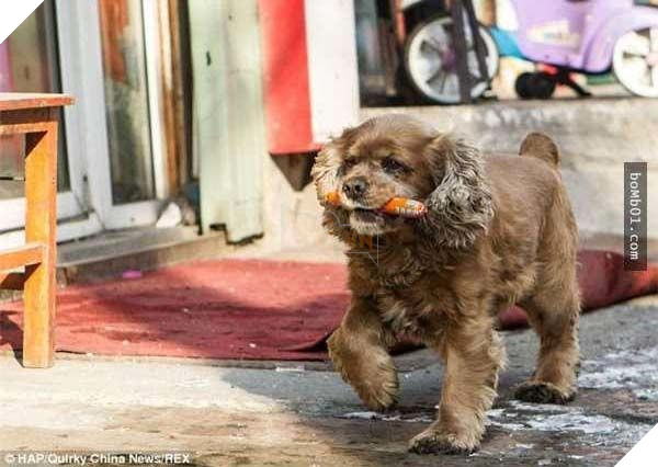 Lại thêm 1 chú chó siêu thông minh, biết phân biệt tiền và giấy