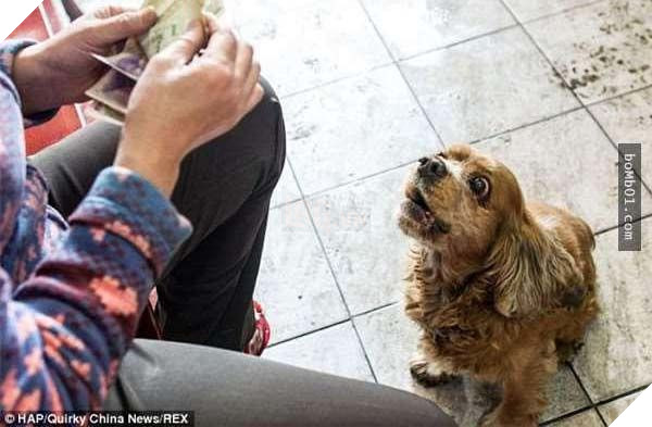 Lại thêm 1 chú chó siêu thông minh, biết phân biệt tiền và giấy