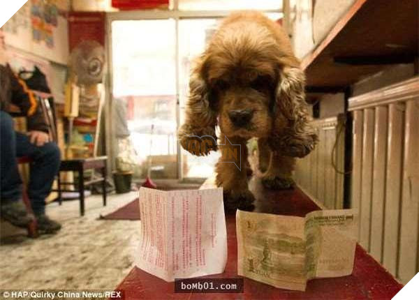Lại thêm 1 chú chó siêu thông minh, biết phân biệt tiền và giấy