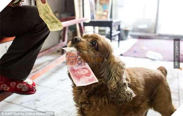 Lại thêm 1 chú chó siêu thông minh, biết phân biệt tiền và giấy