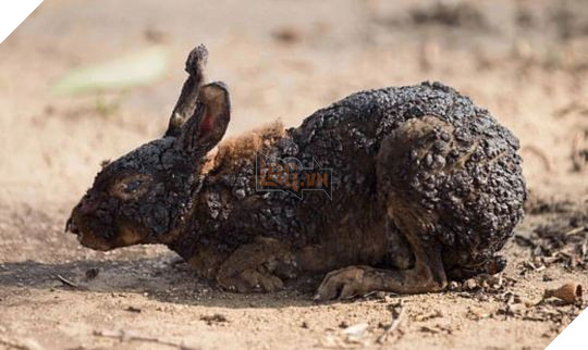 Động vật thảm thương sau khi được giải cứu khỏi đám cháy kinh hoàng ở California 7