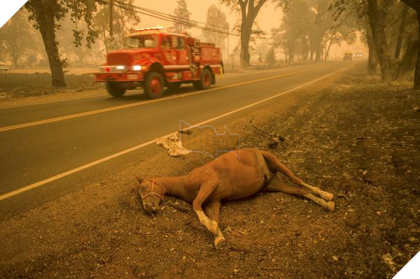 Động vật thảm thương sau khi được giải cứu khỏi đám cháy kinh hoàng ở California 5