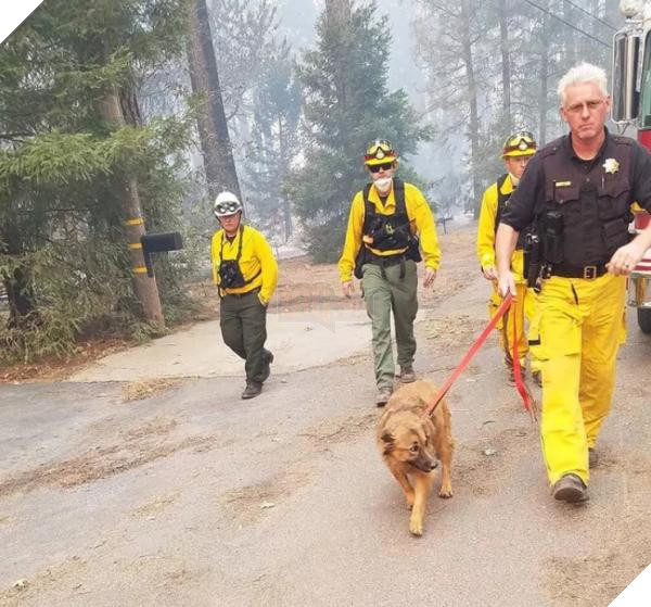 Động vật thảm thương sau khi được giải cứu khỏi đám cháy kinh hoàng ở California 11