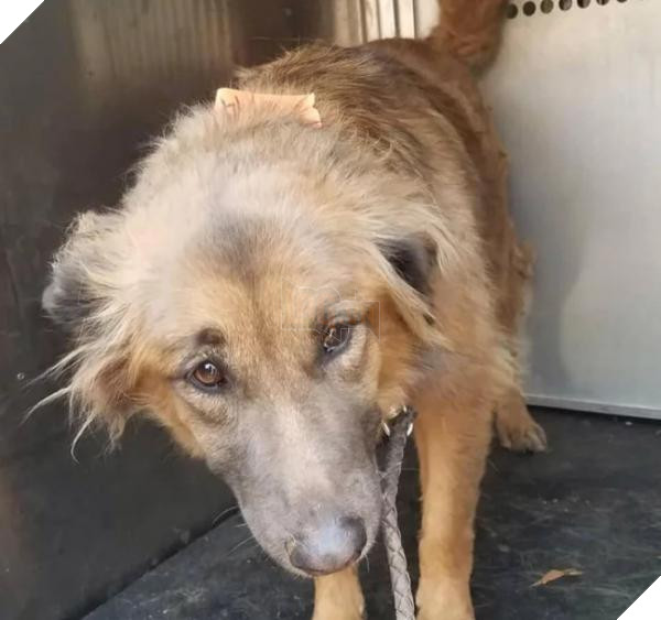 Động vật thảm thương sau khi được giải cứu khỏi đám cháy kinh hoàng ở California 12