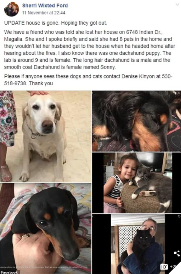 Động vật thảm thương sau khi được giải cứu khỏi đám cháy kinh hoàng ở California 13