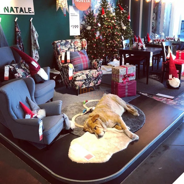 Ikea Store ở Ý mở cửa cưu mang những chú chó lang thang trong mùa đông giá lạnh khiến cộng đồng người Ý phải hãnh diện 2