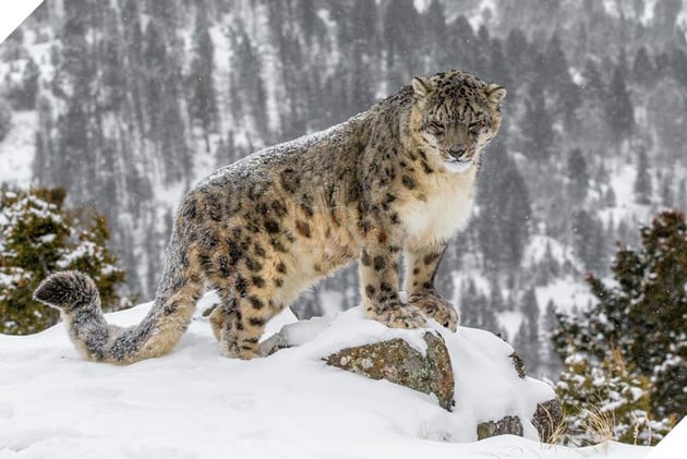 snow leopard 2013 12 l
