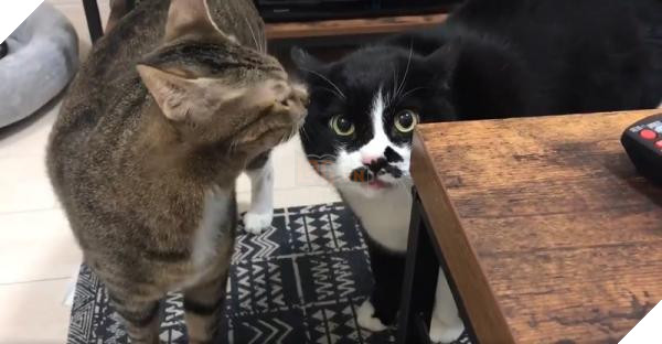 lost bird chu meo noi tieng ngoai hanh tinh 1