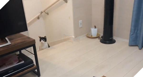 lost bird chu meo noi tieng ngoai hanh tinh 2