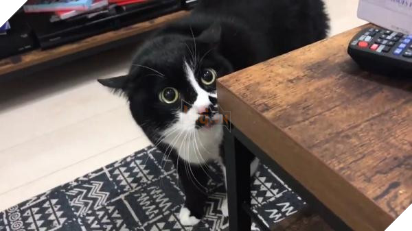 lost bird chu meo noi tieng ngoai hanh tinh 3