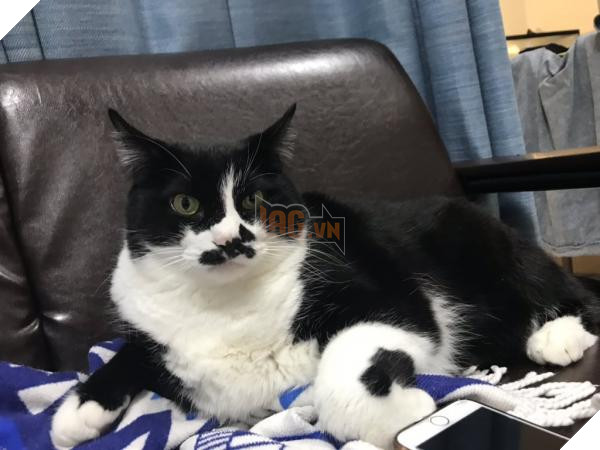 lost bird chu meo noi tieng ngoai hanh tinh 4