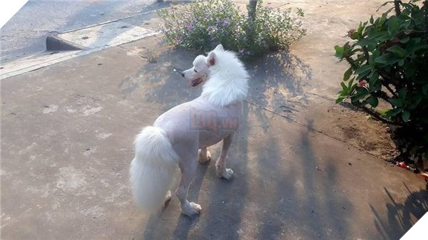 'Ngựa Bạch Long' trong truyền thuyết là có thật, người nhìn phải câm nín vì quá đẹp