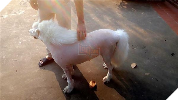 'Ngựa Bạch Long' trong truyền thuyết là có thật, người nhìn phải câm nín vì quá đẹp