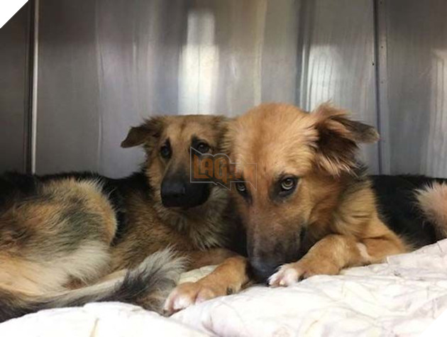 Câu chuyện cảm động của đôi bạn chó quyết không bao giờ rời xa nhau và 1 bức ảnh đã thay đổi tất cả