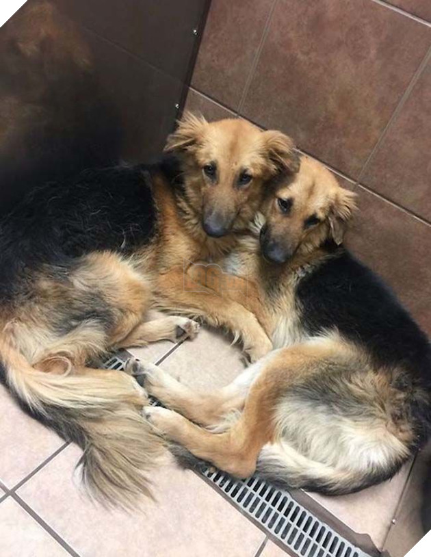 Câu chuyện cảm động của đôi bạn chó quyết không bao giờ rời xa nhau và 1 bức ảnh đã thay đổi tất cả