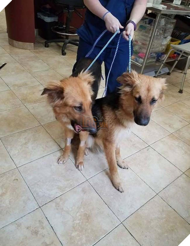 Câu chuyện cảm động của đôi bạn chó quyết không bao giờ rời xa nhau và 1 bức ảnh đã thay đổi tất cả