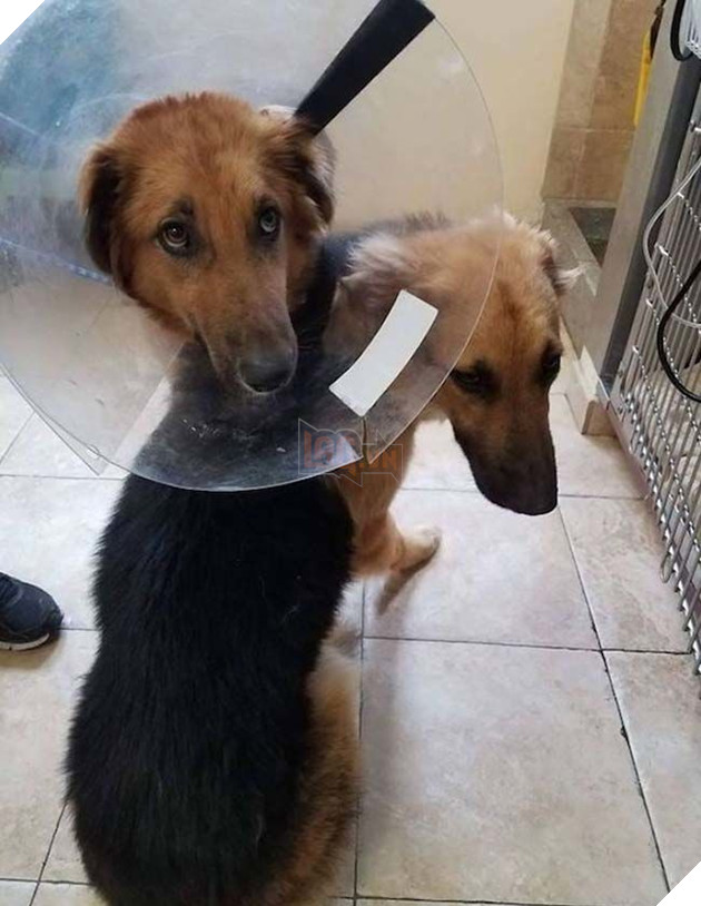 Câu chuyện cảm động của đôi bạn chó quyết không bao giờ rời xa nhau và 1 bức ảnh đã thay đổi tất cả