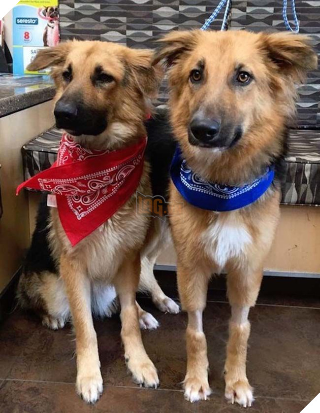 Câu chuyện cảm động của đôi bạn chó quyết không bao giờ rời xa nhau và 1 bức ảnh đã thay đổi tất cả