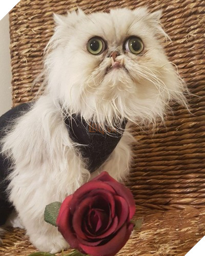 Chú mèo đốn tim triệu người bởi vẻ ngoài xấu lạ - Ảnh 1.