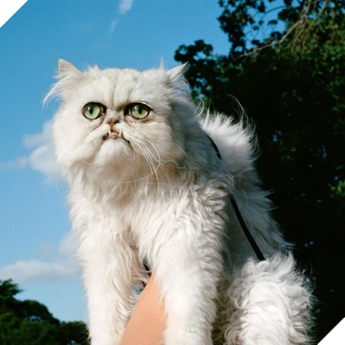 Chú mèo đốn tim triệu người bởi vẻ ngoài xấu lạ - Ảnh 2.