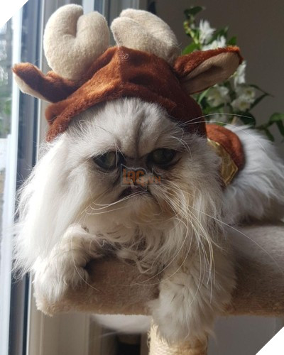 Chú mèo đốn tim triệu người bởi vẻ ngoài xấu lạ - Ảnh 11.