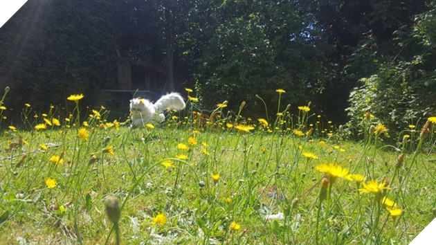 Chú mèo đốn tim triệu người bởi vẻ ngoài xấu lạ - Ảnh 13.