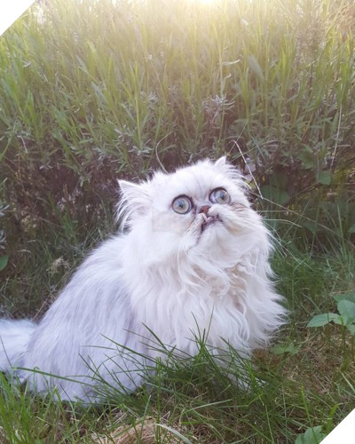 Chú mèo đốn tim triệu người bởi vẻ ngoài xấu lạ - Ảnh 14.