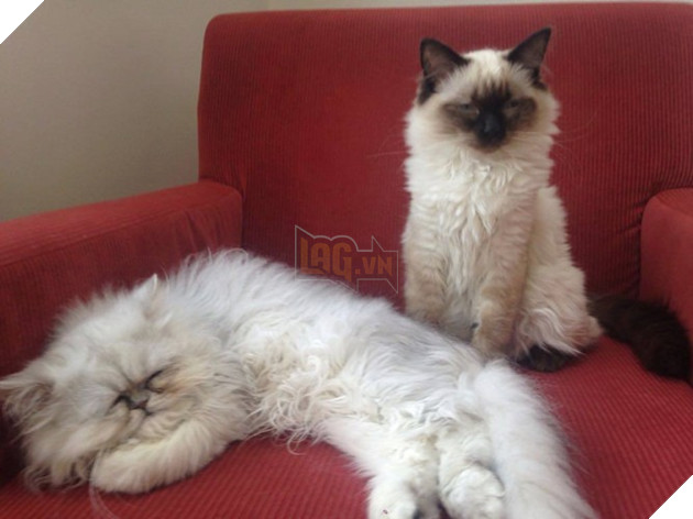 Chú mèo đốn tim triệu người bởi vẻ ngoài xấu lạ - Ảnh 15.