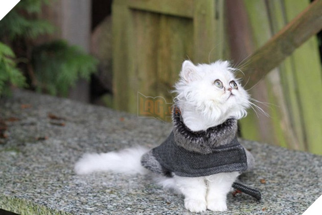 Chú mèo đốn tim triệu người bởi vẻ ngoài xấu lạ - Ảnh 17.