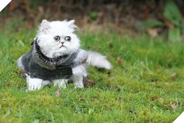 Chú mèo đốn tim triệu người bởi vẻ ngoài xấu lạ - Ảnh 18.