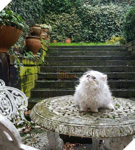 Chú mèo đốn tim triệu người bởi vẻ ngoài xấu lạ - Ảnh 19.