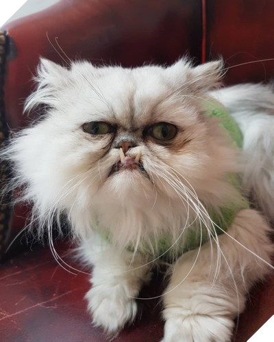 Chú mèo đốn tim triệu người bởi vẻ ngoài xấu lạ - Ảnh 3.