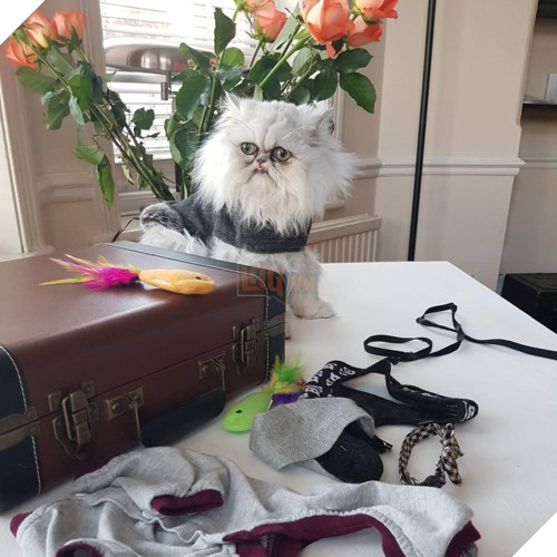 Chú mèo đốn tim triệu người bởi vẻ ngoài xấu lạ - Ảnh 4.