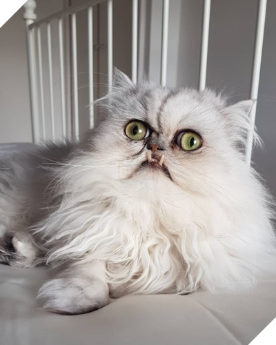 Chú mèo đốn tim triệu người bởi vẻ ngoài xấu lạ - Ảnh 5.