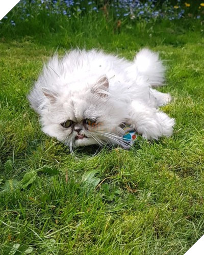 Chú mèo đốn tim triệu người bởi vẻ ngoài xấu lạ - Ảnh 6.