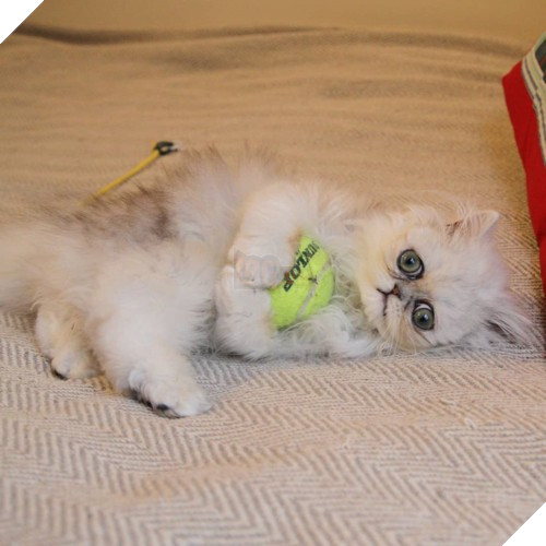 Chú mèo đốn tim triệu người bởi vẻ ngoài xấu lạ - Ảnh 7.