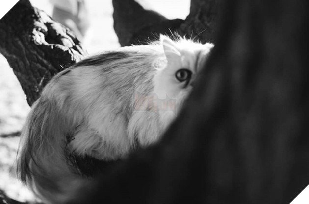 Chú mèo đốn tim triệu người bởi vẻ ngoài xấu lạ - Ảnh 8.