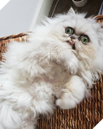 Chú mèo đốn tim triệu người bởi vẻ ngoài xấu lạ - Ảnh 10.