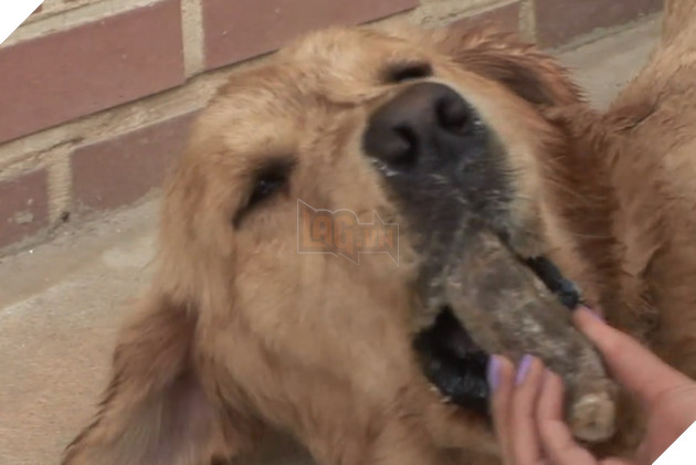 Chú cún kỳ lạ lúc nào cũng ngậm viên đá khiến cho người chủ lo lắng, lý do đằng sau đó lại vô cùng quen thuộc đối với loài chó