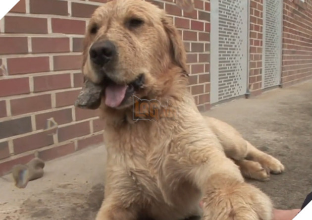 Chú cún kỳ lạ lúc nào cũng ngậm viên đá khiến cho người chủ lo lắng, lý do đằng sau đó lại vô cùng quen thuộc đối với loài chó 2