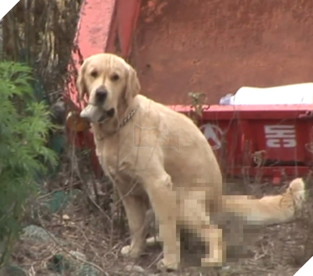 Chú cún kỳ lạ lúc nào cũng ngậm viên đá khiến cho người chủ lo lắng, lý do đằng sau đó lại vô cùng quen thuộc đối với loài chó 3