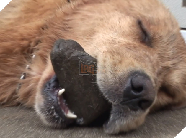 Chú cún kỳ lạ lúc nào cũng ngậm viên đá khiến cho người chủ lo lắng, lý do đằng sau đó lại vô cùng quen thuộc đối với loài chó 4