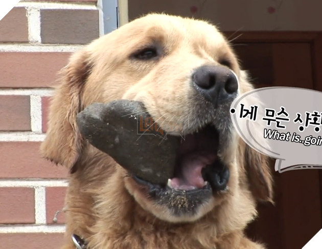 Chú cún kỳ lạ lúc nào cũng ngậm viên đá khiến cho người chủ lo lắng, lý do đằng sau đó lại vô cùng quen thuộc đối với loài chó 5