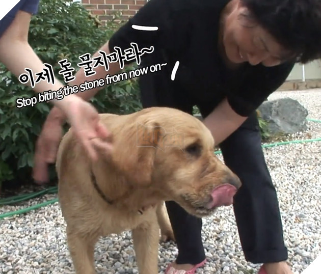 Chú cún kỳ lạ lúc nào cũng ngậm viên đá khiến cho người chủ lo lắng, lý do đằng sau đó lại vô cùng quen thuộc đối với loài chó 6
