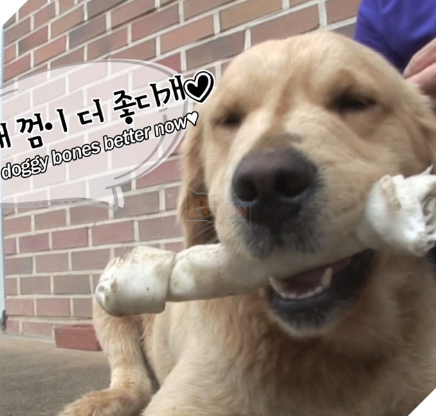 Chú cún kỳ lạ lúc nào cũng ngậm viên đá khiến cho người chủ lo lắng, lý do đằng sau đó lại vô cùng quen thuộc đối với loài chó 7