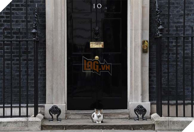 Hoàng thượng mèo “lầy lội” ở lì trong dinh thủ tướng Anh bất chấp ai lên nắm quyền